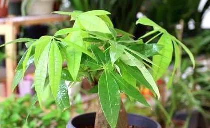 发黄|夏季养发财树,按照以下技巧来做,生长旺盛,枝繁叶绿有光泽