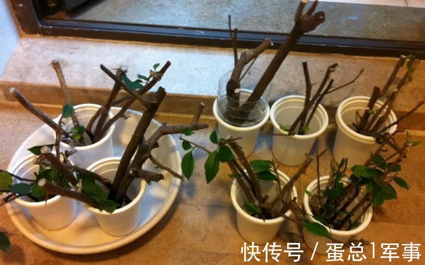 成活率|八九月份，适合扦插“7种花”，成活率高
