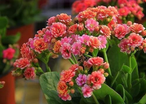 满枝|最厉害的养花营养液给长寿花喝一勺,猛长新叶,花开满枝