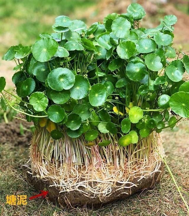 4种花最喜欢水,夏天养在“水缸”里,30天长爆盆、还开花