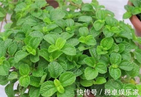 此花是二手烟克星,家里有烟民的养一盆,呼吸更安心