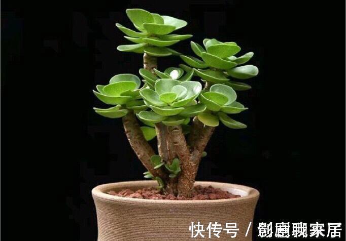 钱币|这七种植物天生就是富贵命，家里养一盆，招财纳福