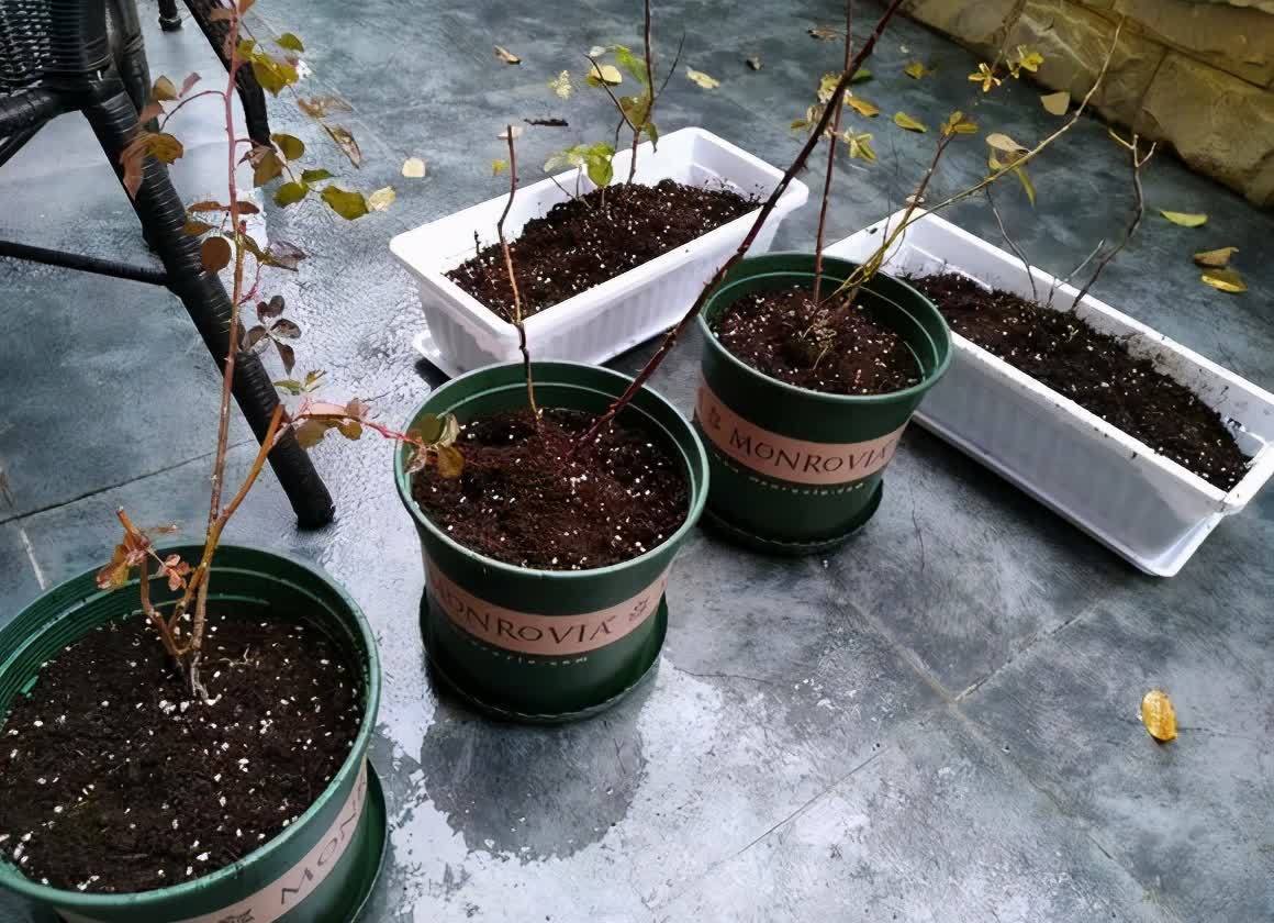 养花先养根,做好5件事,花草不烂根,大白根直冒