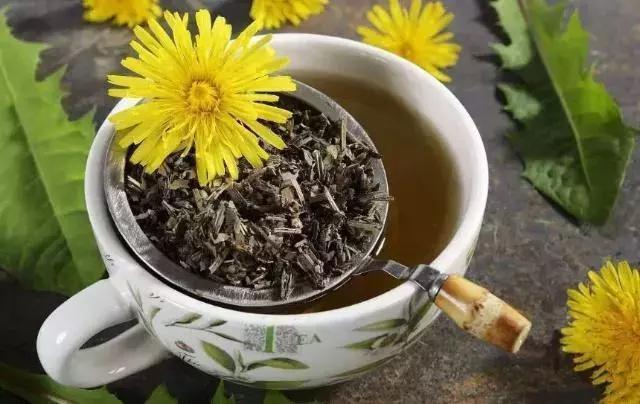 叶子|泡蒲公英喝,要选叶子还是根很多人都弄错了!难怪养生效果差