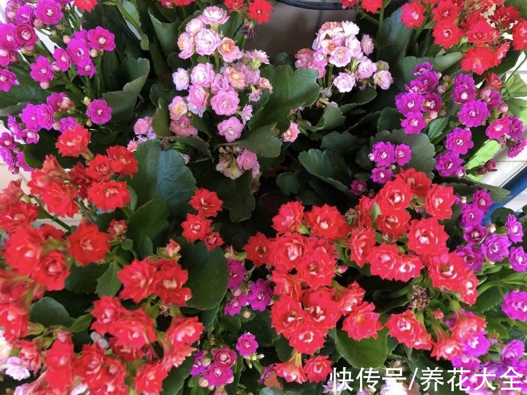 花花|10种需要“干养”的花，不要＂灌＂着它们，不然全都烂根