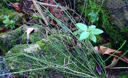 生于路旁，俗称“节节草”，好多人不知道它是宝，有啥珍贵？