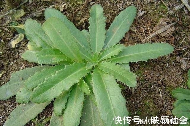 耳鸣耳聋|农村4种常见的野草,是不可多得的中药,关键时刻可以救你一命