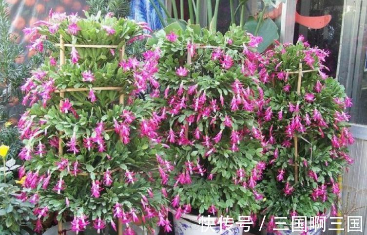 冬季|冬天冷,养花怕没精神,不如就盆栽这3样,抗冻又长得好