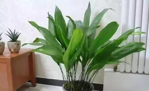 卧室、客厅必养的5种花,甲醛少、空气好,家人身体倍儿健康
