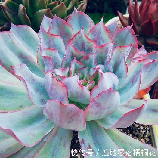 意境|10款意境深远的蓝色系多肉!养成老桩美呆了!越养越爱!