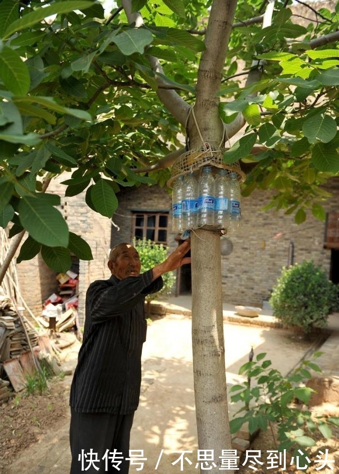 神器|八十岁老人做防偷神器, 核桃再没丢过, 网友: 爷爷还是厉害