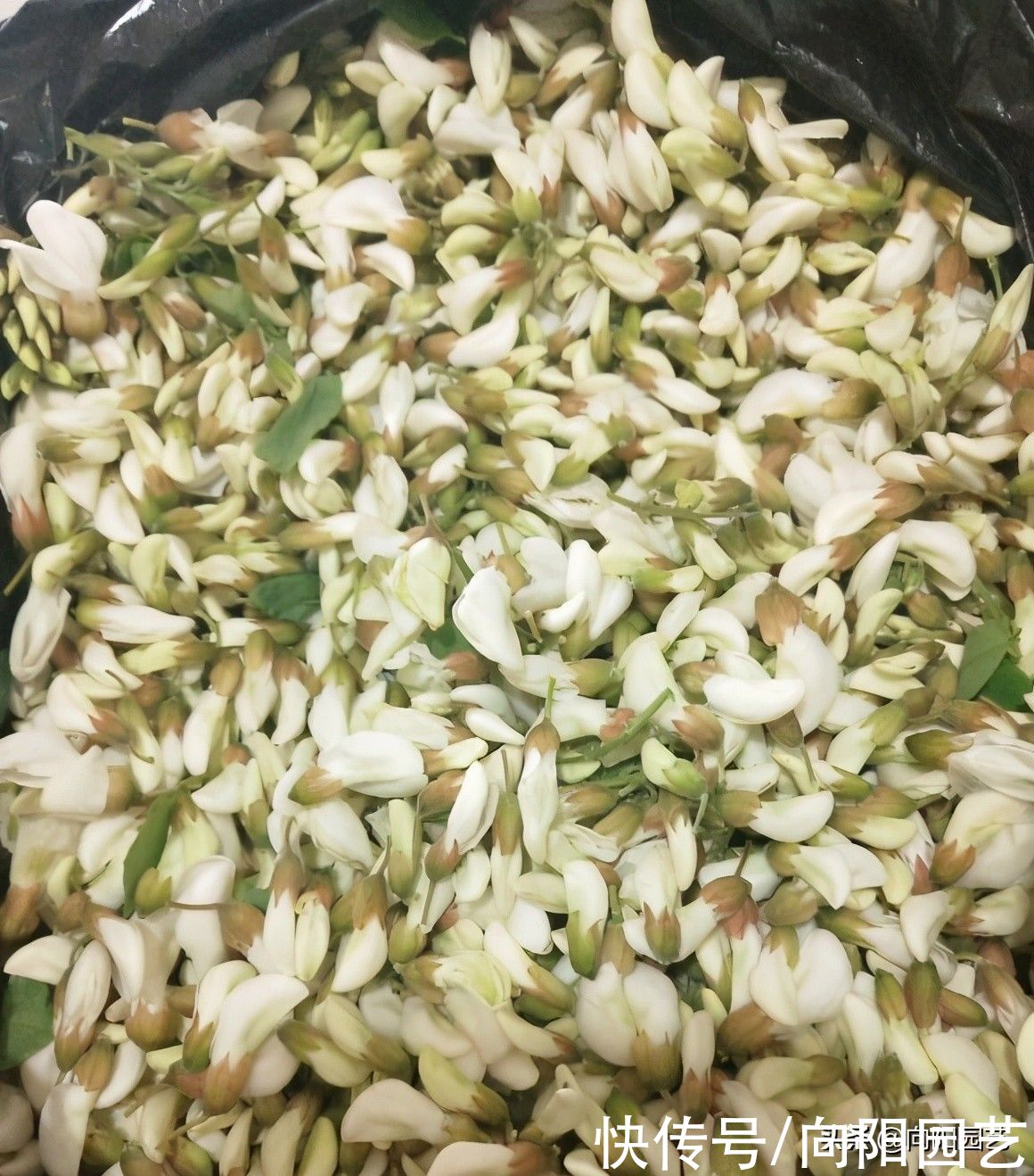 槐树芽不能吃，槐树花可以吃，不要盲目食用野草，危害很大