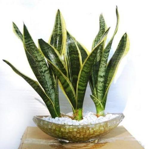 养花真的不要钱，这3种花摘片叶子放土里，生根就是小盆栽