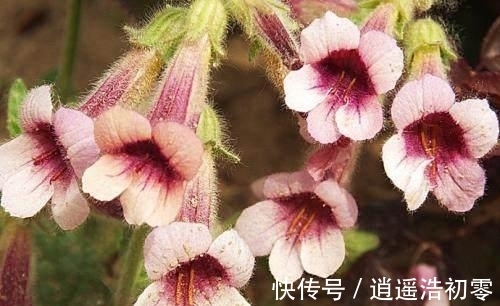 紫红色|乡下常见的野草，现在竟被称为补肾良药，营养很丰富