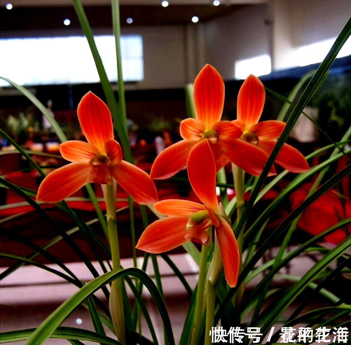 红河红|此兰花是“国兰第一红”，开花后自带仙气，瓣型正格，曾多次获奖