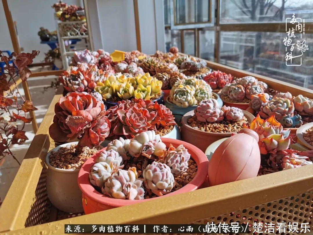 三色堇|懂得珍惜的人,才值得拥有更多美好的事物!养多肉也是如此!