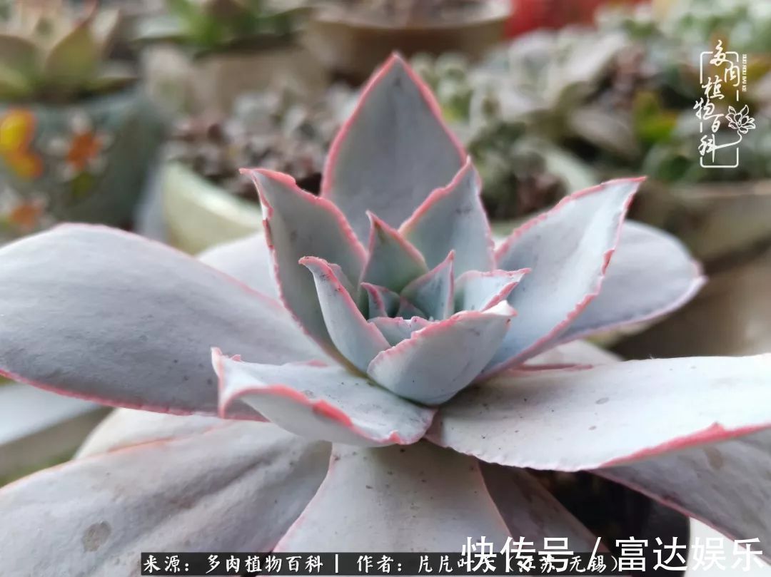 养肉路上，累并快乐着！时光不语，静待花开！