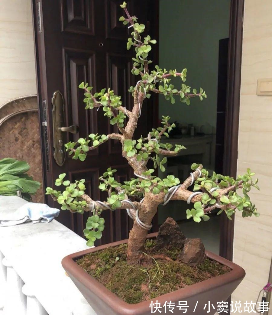 金枝玉叶不能长太高,越矮越值钱,一长高就砍!