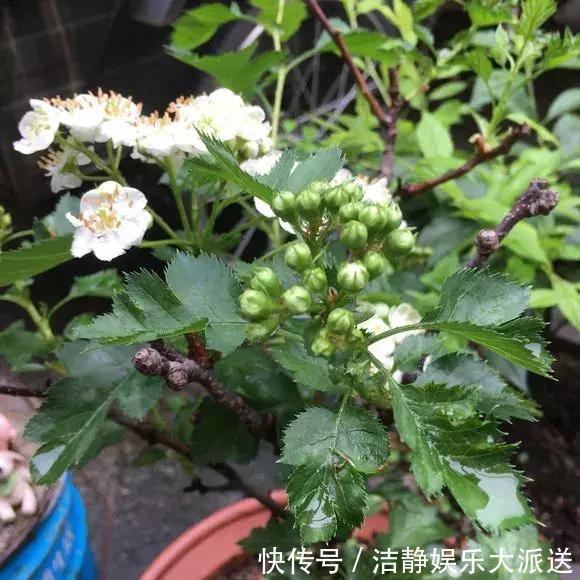 山楂|阳台养1棵山楂树,果子红艳艳,开胃又消食,是盆栽佳品!