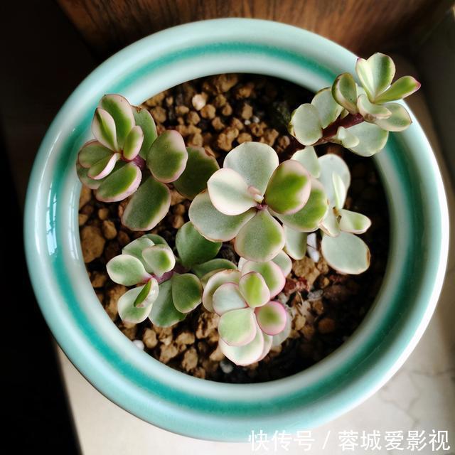 多肉|盘点5种最不好养的多肉，各种问题多，花友慎入