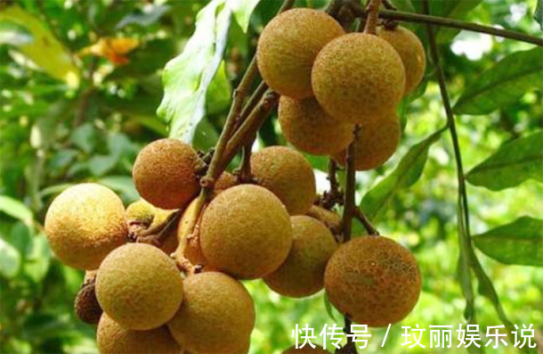 补肾|男人多吃四种“肾黄金”,比吃枸杞厉害,50岁后依旧“肾强腰壮”