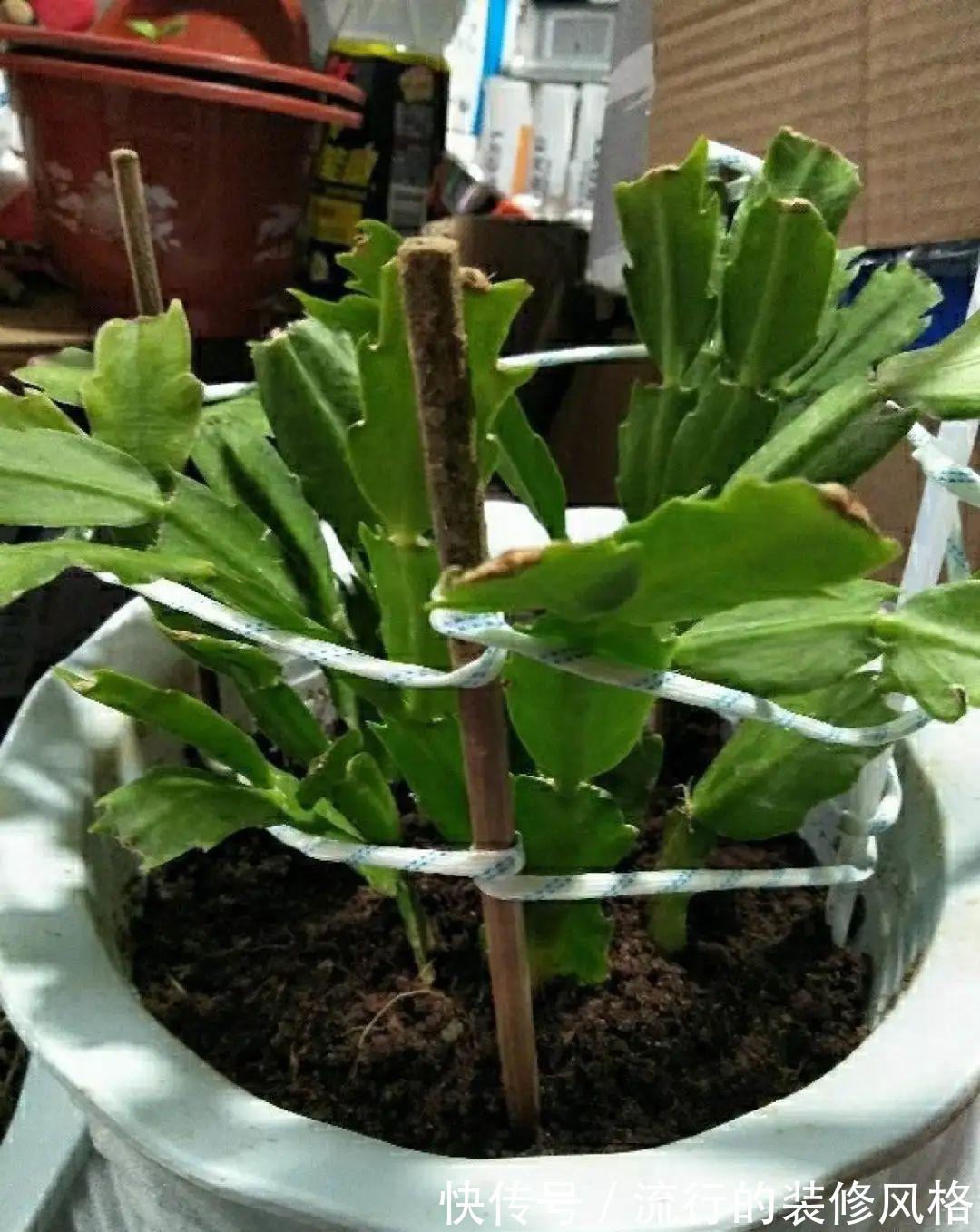 君子兰|8种花夏天不能买，买回来就死，白浪费钱