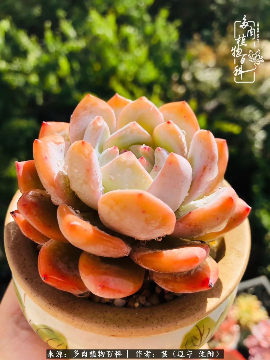 血罗|万物皆有灵性，一年四季有多肉陪伴真好！