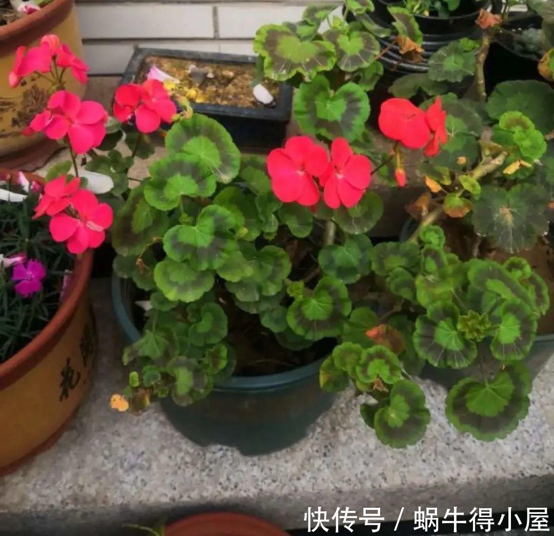 花苞|初秋8种花不能剪,轻则不开花,严重可能剩空盆