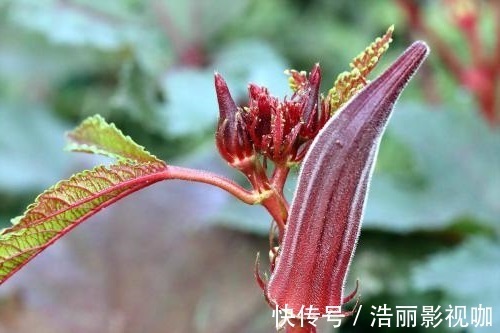 秋葵|天然的“雄激素”找到了,男人没事吃一口,坚持10天,肾越来越好