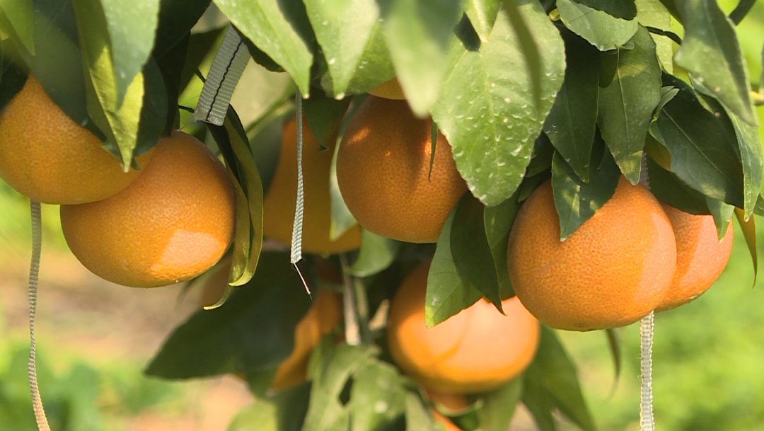 爱马仕|舌尖爆汁！橘子届的“爱马仕”进入采摘期，你千万别错过！