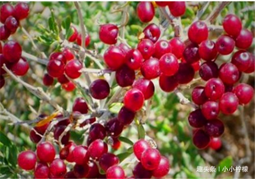 子宫|想长寿要会吃,多吃3种食物,润肠排毒,美容养颜,滋养子宫