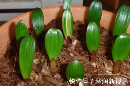 水都|啥废油黄豆水都不如1粒它,藏在草丛里,养花加1粒,叶绿花多!