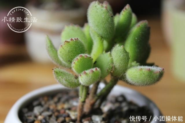 多肉度夏难,常见8种死法,后4种纯属人为,来看看有没有你!