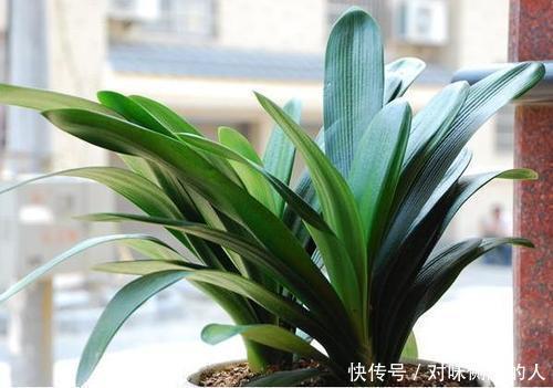 养分|张大爷养了8年的君子兰不开花，丢露台上虐一虐，乖乖冒花箭