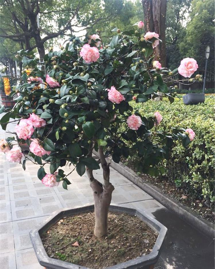 茶花|夏天养茶花,3件“要紧事”,花芽才接着长,憋出“一树”花骨朵