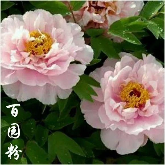 喜欢牡丹花，却一不小心买到芍药！附牡丹花品种图鉴大全