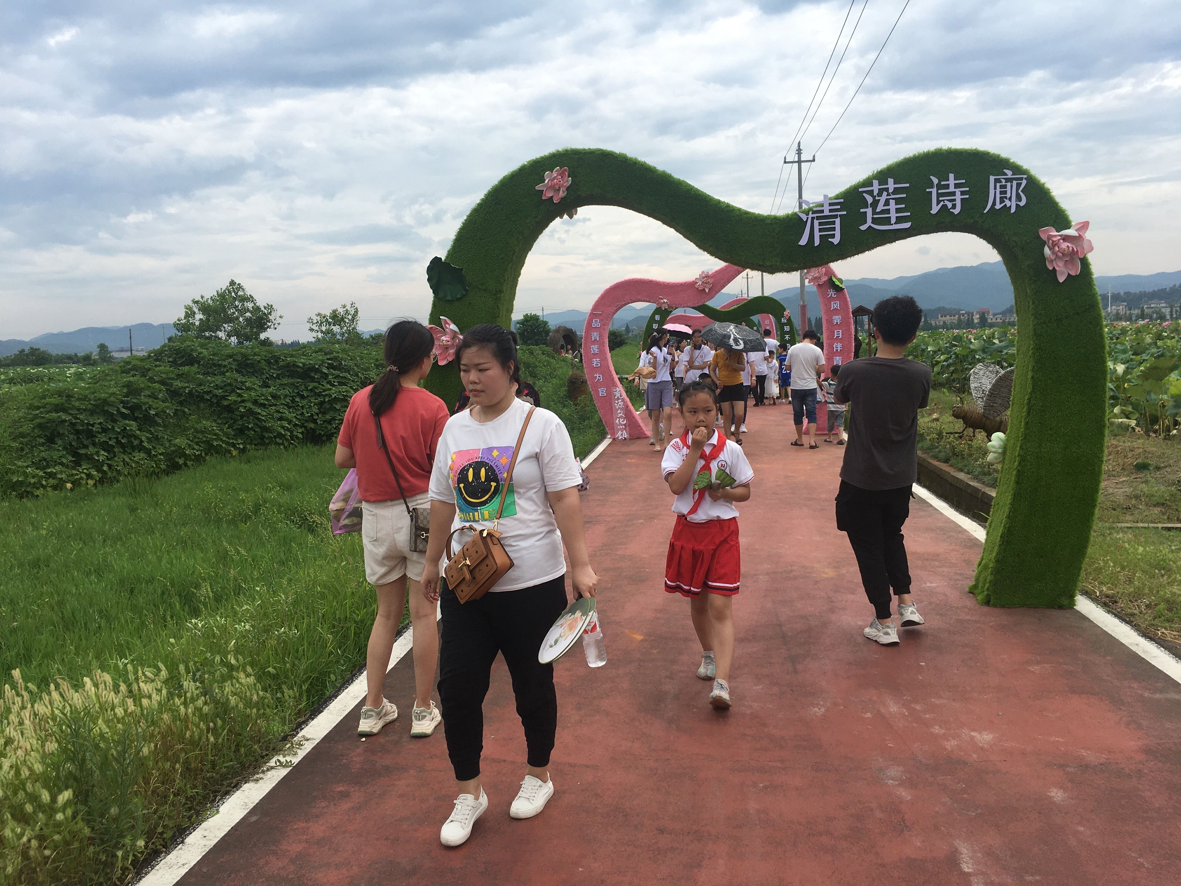 荷塘|小荷花里的 “大文章”