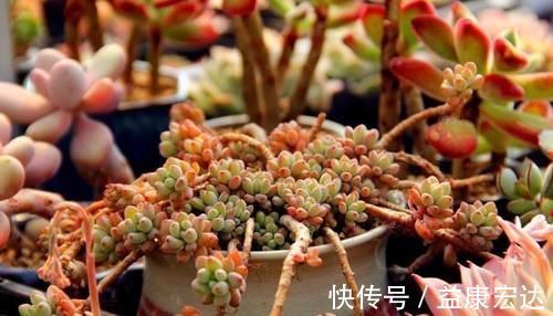 养多肉植物，做到此3点，叶子圆润如珍珠，色似糖果五颜六色