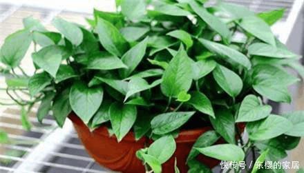 冬季养绿萝,一不小心黄叶了,3招瞬间由黄变绿