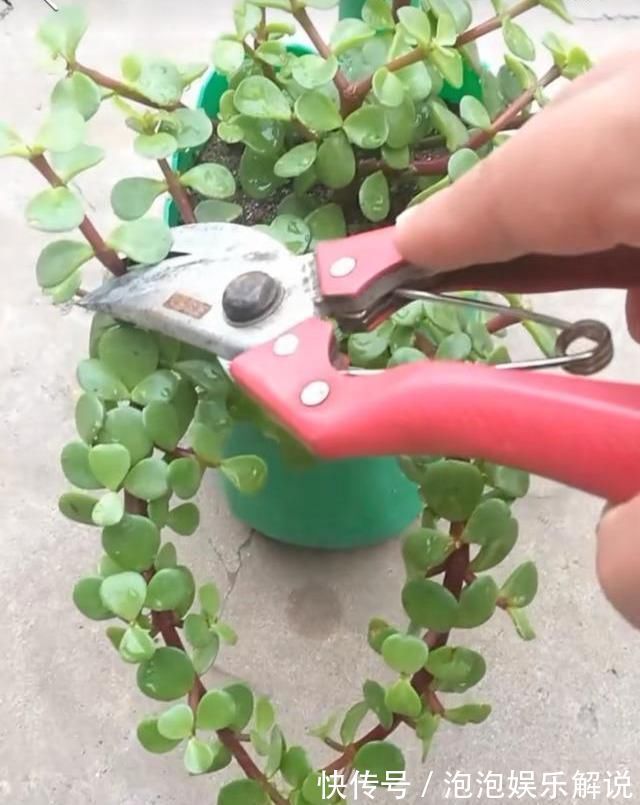 修剪|养一盆金枝玉叶，一剪一扎，轻轻松松，变成值钱的“盆景”