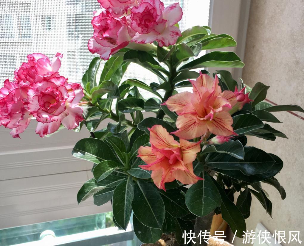 带大肚子的沙漠玫瑰,养护多注意这5点,霸气镇宅,开花比月季美