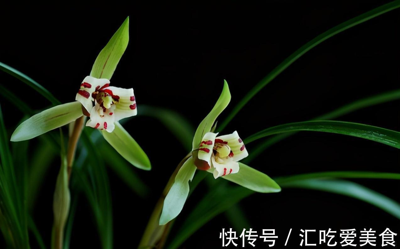 兰花开花后就不管不问了吗?资深兰友:把兰葶剪掉