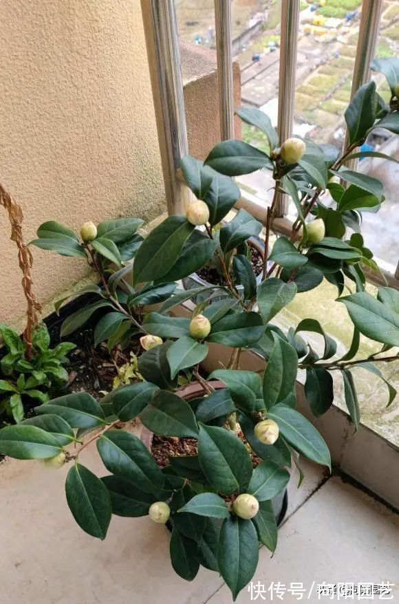 养山茶花,经常遇到的“8大难题”,老花医帮你解决,很实用