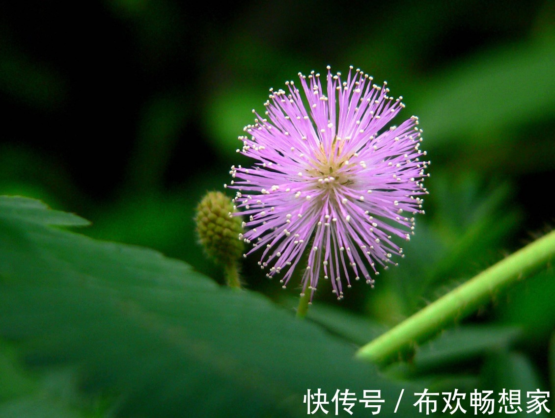 这几种花千万别轻易放家里，不然后悔都来不及，快看你家有没有！