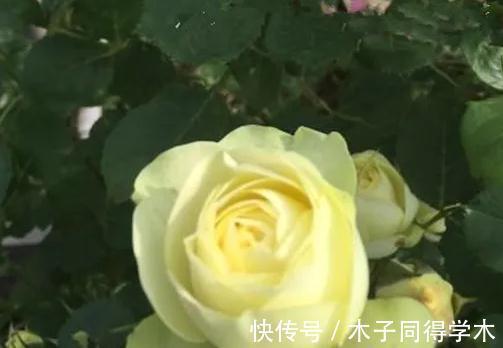 豆妈|这款月季的花期巨长,长到让人以为是假花