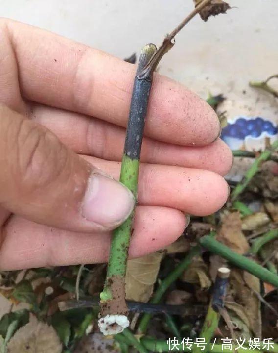 水杨酸|8种自制生根剂,扦插前抹一抹,白根冒的又快又多!