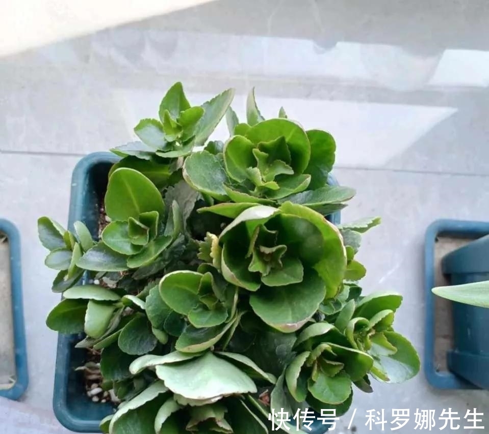 叶绿花繁|养长寿花，这4点很重要，做好了，叶绿花繁！