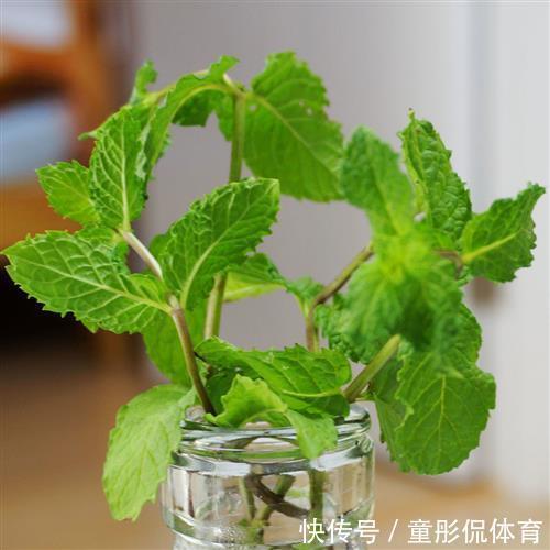 薄荷|养花要学老中医,选5种花养家里能“养人”,都有多种功效