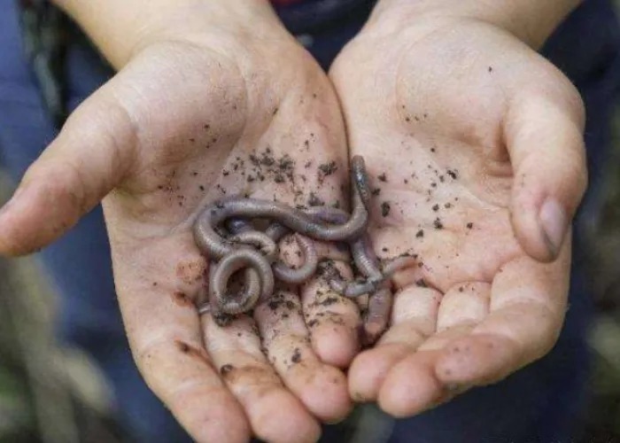 老司机|难怪老司机一个字不说,原来冬天只要有这钓法,板鲫接二连三的上