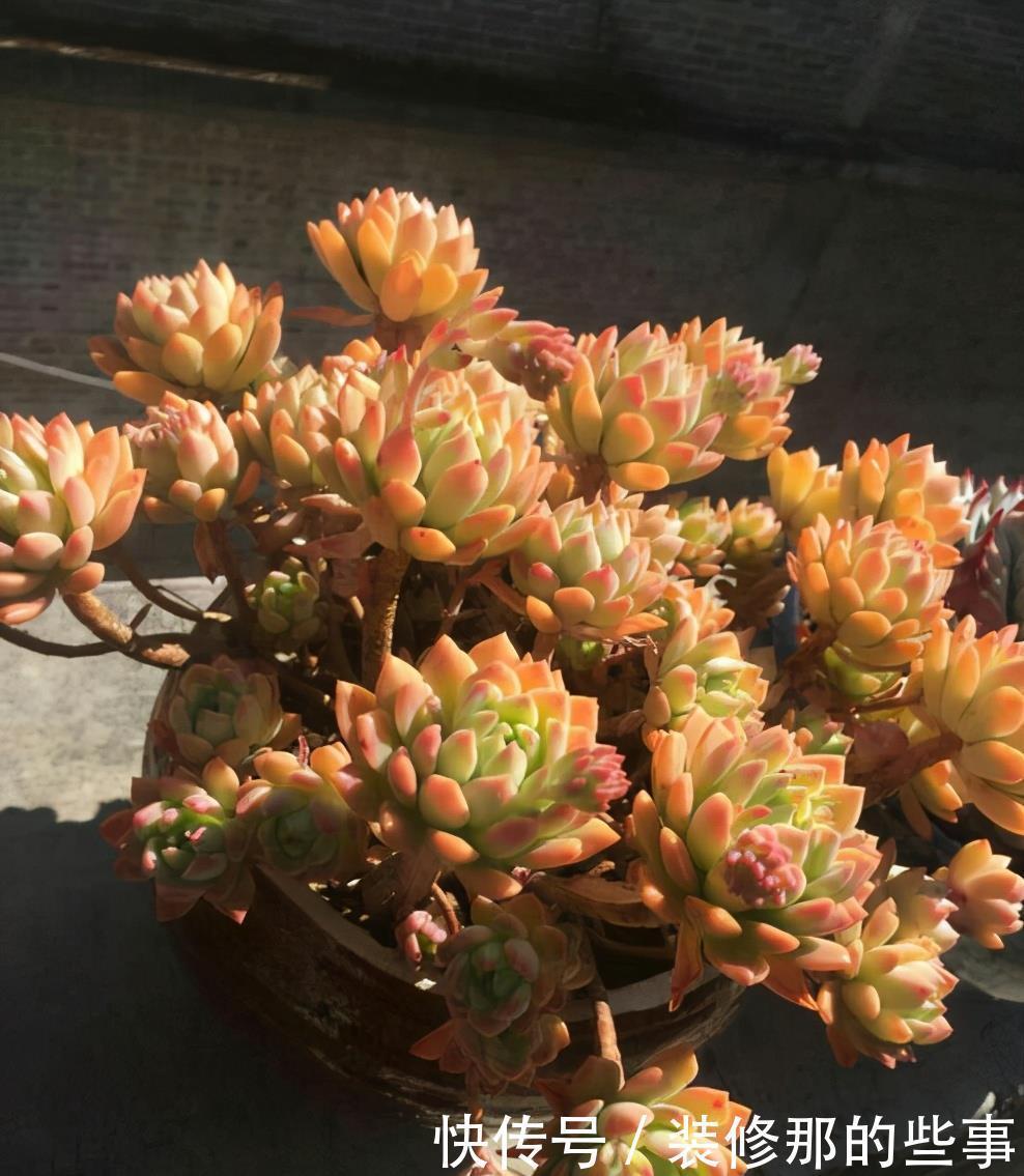 玄月|多肉可以晒太阳吗？注意2点，越晒颜色越好看，顺利出状态